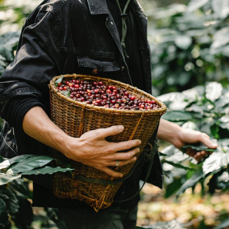 kavos ruošimas su pienu