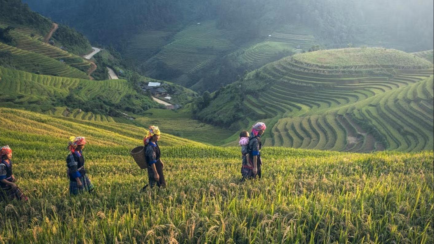 cilvēki laukā lasa kafiju