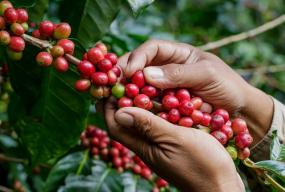 kafijas audzēšana